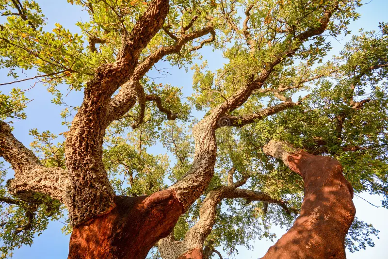 corkovia round shaped cork tree nest