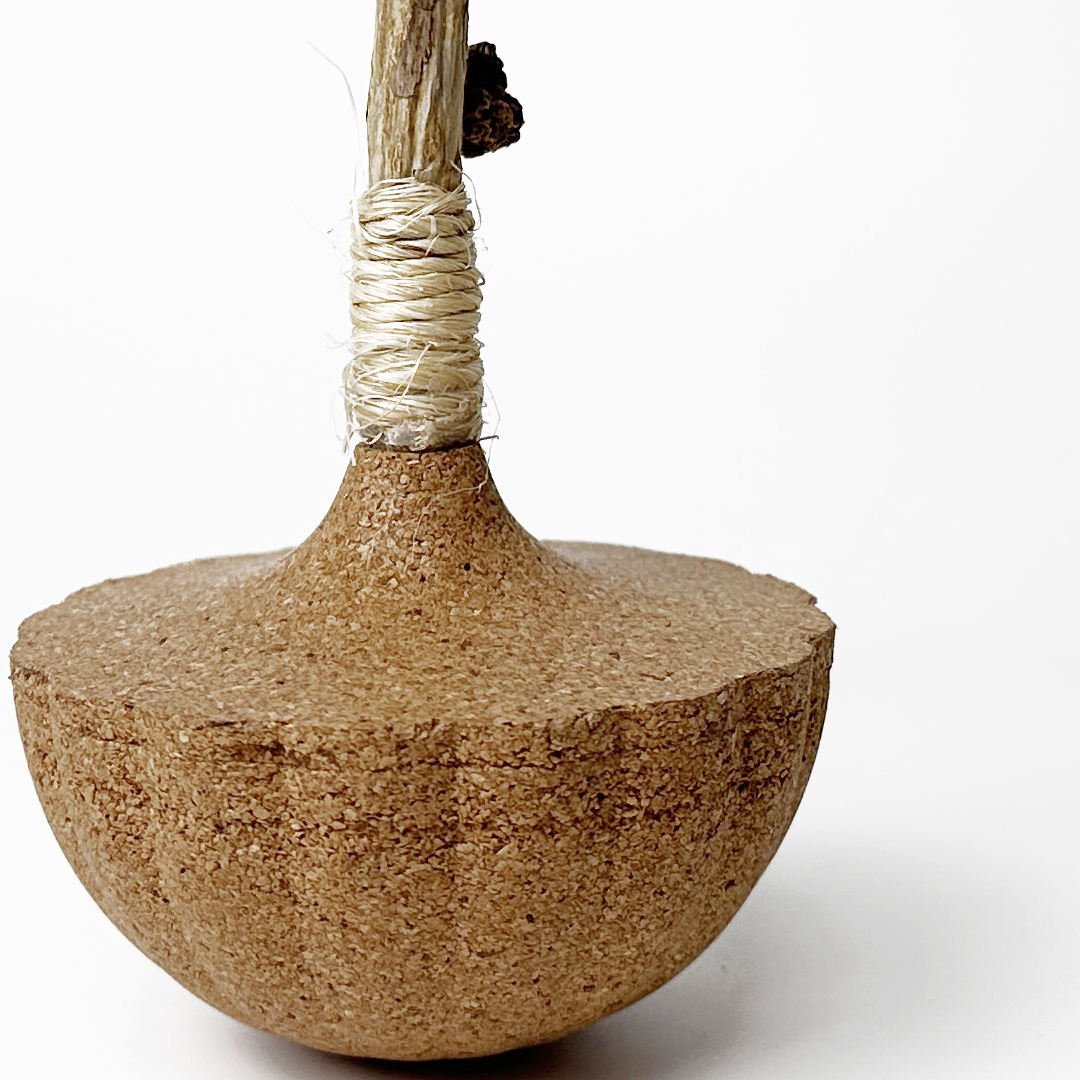 calathea beauty star calathea beauty star