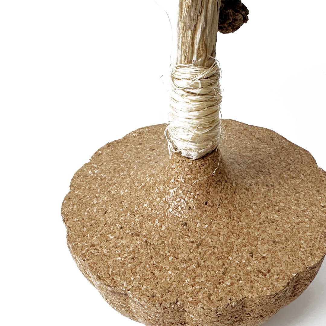 calathea beauty star calathea beauty star