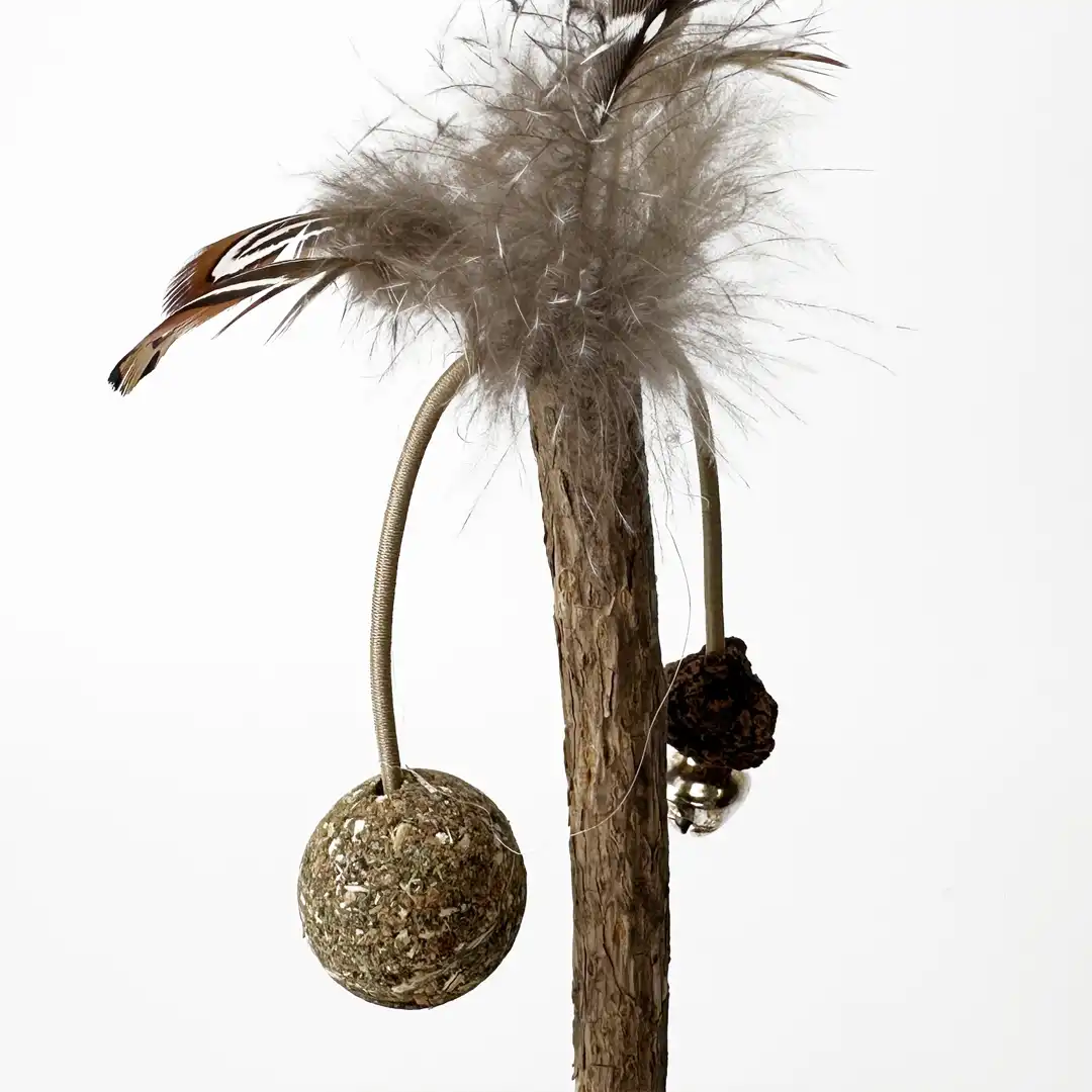 calathea beauty star calathea beauty star