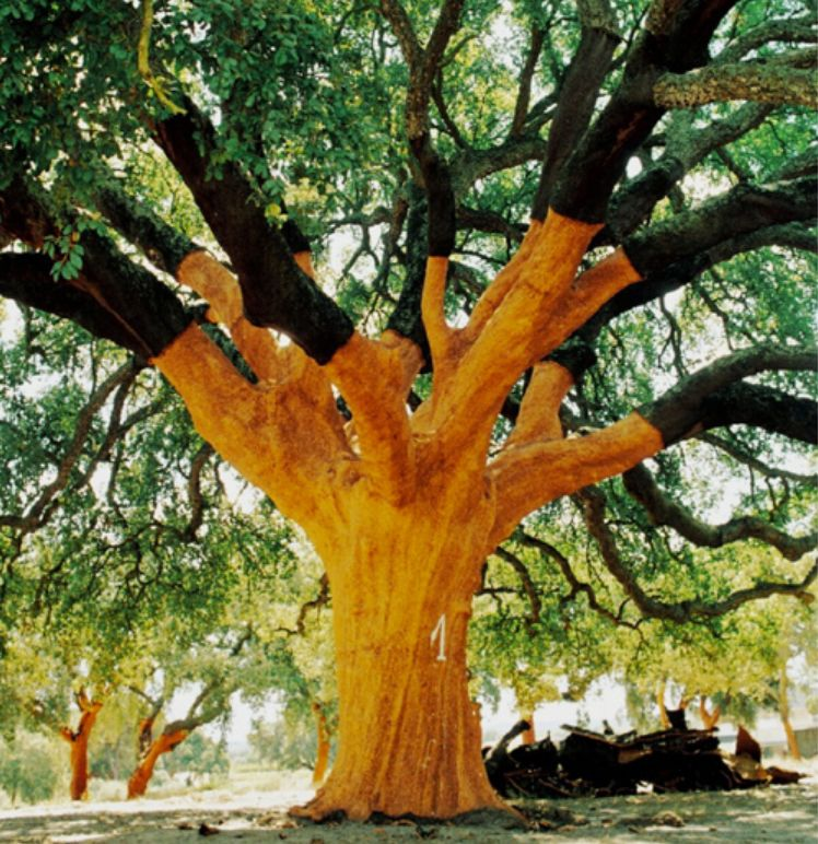 corkovia round shaped cork tree nest