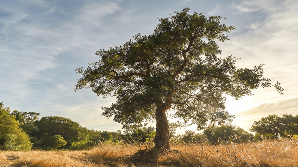 corkovia cork cat travel backpack