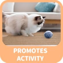 corkovia pasted cat scratching straight board